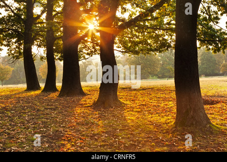 Alba autunnale visto attraverso una fila di alberi di Knole Park. Foto Stock