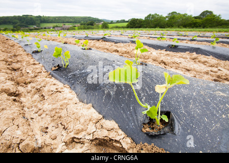 Zucchine cresce a Washingpool agriturismo a Bridport, Dorset. Foto Stock