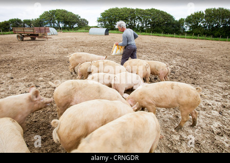 Un agricoltore alimenta free range medio organico maiali bianchi a Washingpool agriturismo a Bridport, Dorset. Foto Stock