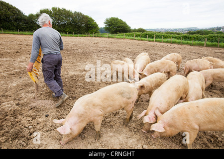 Un agricoltore alimenta free range medio organico maiali bianchi a Washingpool agriturismo a Bridport, Dorset. Foto Stock