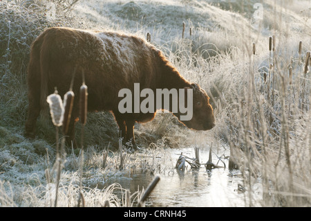 Bovini domestici, bovini Highland, mucca, bere dal fosso allagata, sul coperto di brina pascolare marsh all'alba, Osono paludi Natura Foto Stock