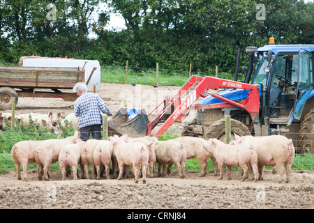 Un agricoltore alimenta free range medio organico maiali bianchi a Washingpool agriturismo a Bridport, Dorset. Foto Stock