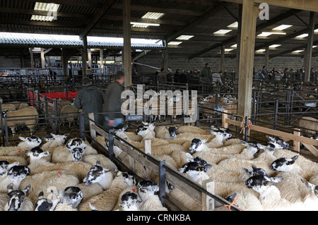 Pecore in penne in attesa di asta in asta Hawes Mart nel Yorkshire Dales. Foto Stock