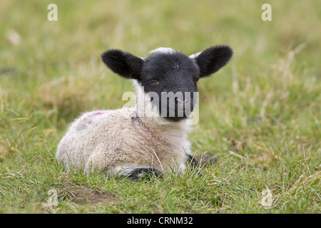 Gli animali domestici delle specie ovina, Suffolk mulo agnello, a quattro giorni di età, appoggiato in pascolo, Suffolk, Inghilterra, febbraio Foto Stock