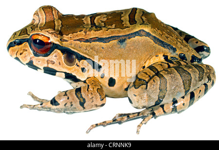 Smoky Jungle Frog (Leptodactylus pentadactylus) dall'Amazzonia ecuadoriana Foto Stock