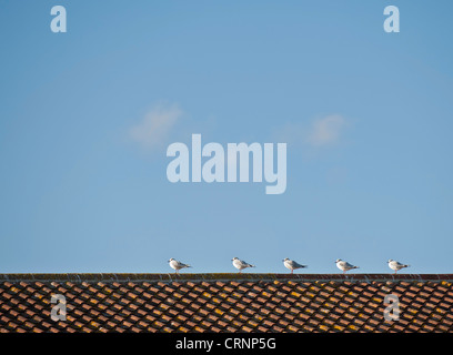 Cinque gabbiani appollaiato sulla cima di un tetto di tegole. Foto Stock