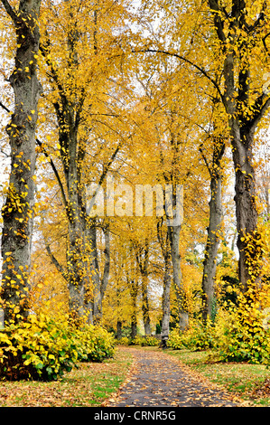 Percorso in un parco stagione autunnale, colpo verticale Foto Stock