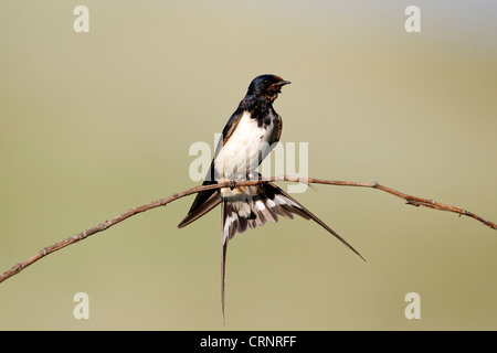 Barn swallow, Hirundo rustica, singolo uccello sul ramo, Bulgaria, Giugno 2012 Foto Stock