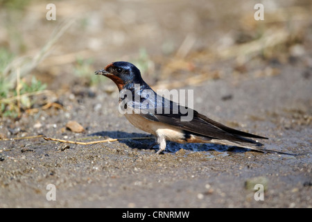 Barn swallow, Hirundo rustica, singolo uccello sul pavimento, Bulgaria, Giugno 2012 Foto Stock