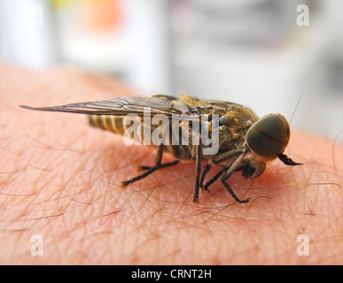 Horse-fly horsefly cleg vola horseflies Foto Stock