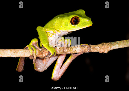 Tarsier scimmia (Rana Phyllomedusa tarsius) su un ramo di notte nella foresta pluviale tropicale, Ecuador Foto Stock