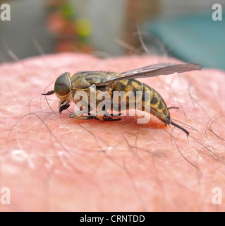 Horse-fly horsefly cleg vola horseflies Foto Stock