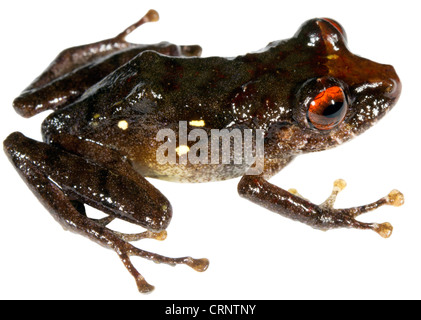 Luscombe della rana di pioggia (Pristimantis luscombei) dall'Amazzonia ecuadoriana Foto Stock