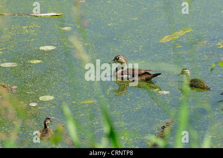 Femmine di anatra di legno e i suoi pulcini nuoto in una palude. Aix sponsa Foto Stock