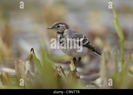 I capretti (bianco) Pied Wagtail, Motacilla alba, East Yorkshire, Regno Unito Foto Stock