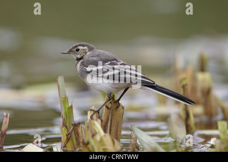 I capretti (bianco) Pied Wagtail, Motacilla alba, East Yorkshire, Regno Unito Foto Stock