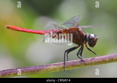Dragon Fly (rosso Marsh aliante) Foto Stock
