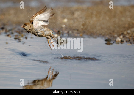 Casa passero, Passer domesticus, singolo femmina volanti da acqua, Bulgaria, Giugno 2012 Foto Stock