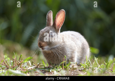 Coniglio giovane, oryctolagus cuniculus, mangiare piante di frumento in un campo, East Yorkshire, Regno Unito Foto Stock