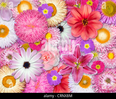 Bella multicolore sfondo floreale. Mix di fiori colorati in capi Foto Stock