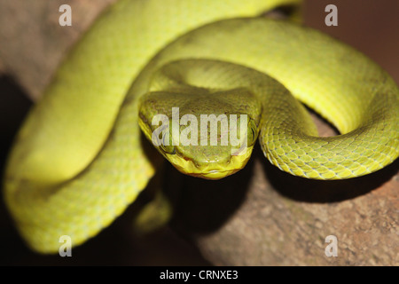 Il bambù Pitviper (Trimeresurus gramineus) Foto Stock