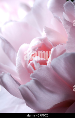 Garofano rosa Foto Stock