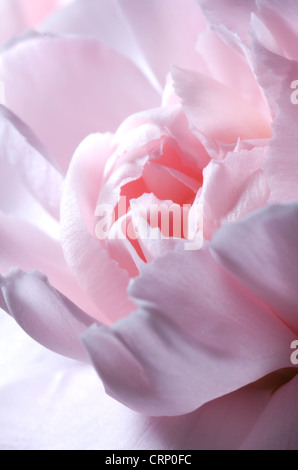 Garofano rosa Foto Stock
