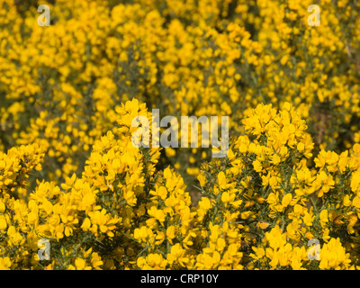 Gorse comune (Ulex Europaeus) boccola con fiori gialli, in Scozia. Foto Stock