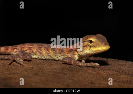 Forest Calotes capretti Foto Stock