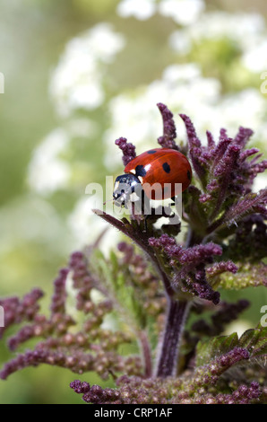 Sette spot coccinella Foto Stock