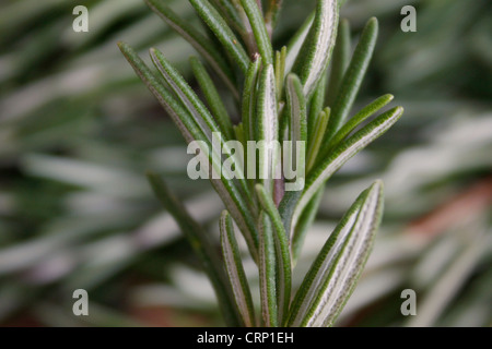 Fragranti erbe rosmarino isolato su bianco Foto Stock