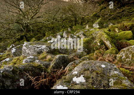 Moss ricoperto di massi e recedono Quercia farnia (Quercus sp.) gli alberi nella brughiera alta altitudine copse habitat, Wistman il legno, Foto Stock