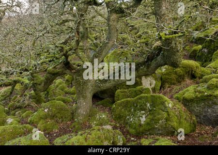 Antica recedono Quercia farnia (Quercus sp.) alberi che crescono tra il muschio coperto di massi in brughiera copse habitat, nero-a-Tor Foto Stock