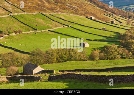 Yorkshire Dales National Park Swaledale Yorkshire Traditional Stone Barns in Upper Swaledale vicino a Keld Yorkshire Dales North Yorkshire Inghilterra Regno Unito Foto Stock