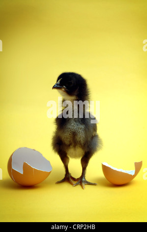 Appena arrivati - un pulcino nero si erge tra due metà della rottura del guscio delle uova. Foto Stock