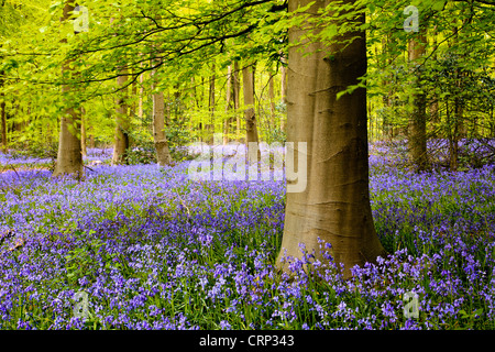 Un tappeto di bluebells nella zona ovest di bosco in prossimità di Marlborough. Foto Stock