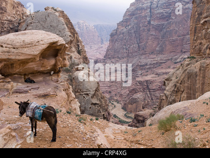 Asino su mountain pass in Petra Giordania Foto Stock