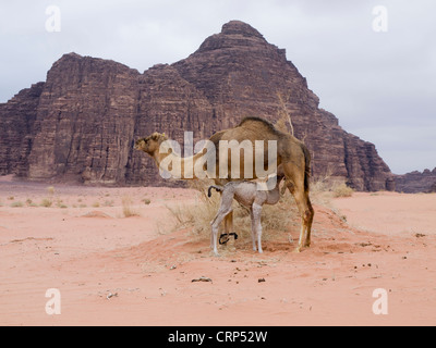 Il lattante camel nel Wadi Rum desert in Giordania Foto Stock
