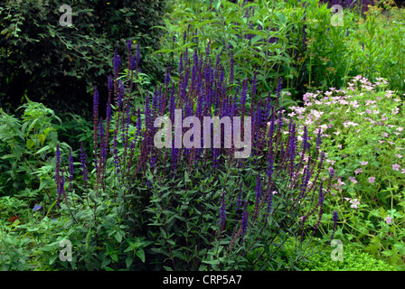 Lavandula Lanata nel vecchio giardino inglese del Parco di Battersea Foto Stock