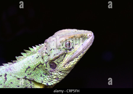 Colline ABOR AGAMA SA o Annandale il drago. Mictopholis austeniana rare specie di drago lucertola endemica in Asia. Testa di close-up Foto Stock