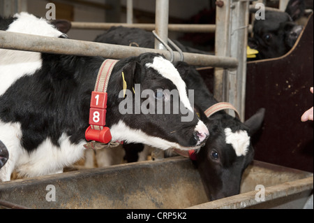 Allevamento di animali da latte, pedigree Holstein il frisone vitelli, indossando il transponder utilizzato per azionare il latte automatica alimentatore in clima Foto Stock