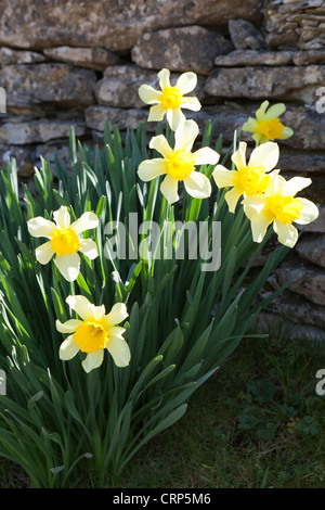 Giunchiglie davanti a Cotswold secco muro di pietra Foto Stock