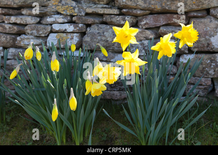 Giunchiglie davanti a Cotswold secco muro di pietra Foto Stock