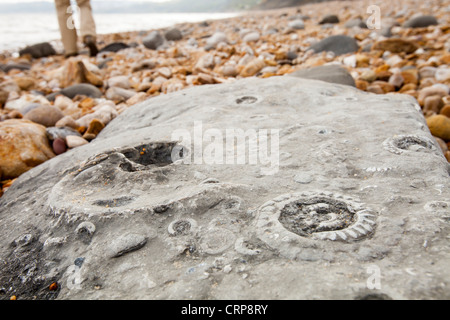 Ammonita fossili sulla famosa Charmouth spiaggia fossile, Dorset, Regno Unito. Foto Stock