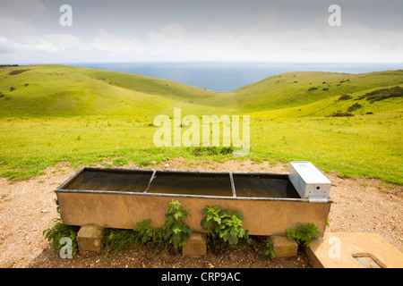 Unimproved chalk prateria, un habitat rari su la costa del Dorset nei pressi di Lulworth. Foto Stock