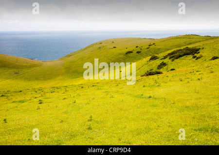 Unimproved chalk prateria, un habitat rari su la costa del Dorset nei pressi di Lulworth. Foto Stock