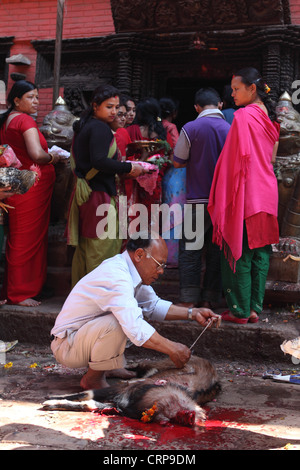 Un uomo si lega a una capra decapitata prima di renderlo un tempio offerta durante il Nepal è di nuovo anno festival Foto Stock