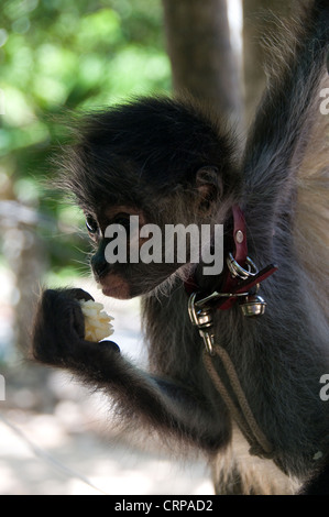 Un bambino spider monkey è sempre piacevole da guardare come si mangia, gioca, o dorme. Foto Stock