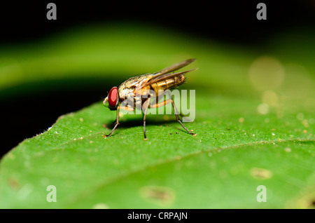 Bella specie unidentify volare in appoggio sulla foglia verde Foto Stock