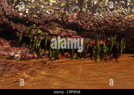 Rock pool in un zona intercotidale, Ballito, Kwazulu Natal Sud Africa Foto Stock